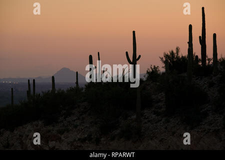 Saguaro Silhouette in der Nähe von Tanque Verde Stockfoto