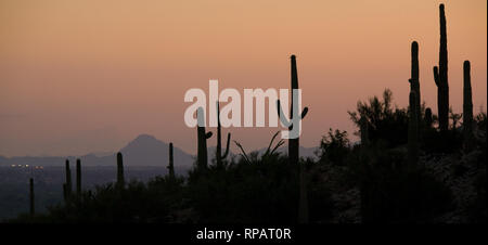 Saguaro Silhouette in der Nähe von Tanque Verde Stockfoto