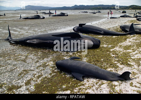 Tote Grindwale während ein Wal Strandung auf Farewell Spit auf der neuseeländischen Südinsel Stockfoto