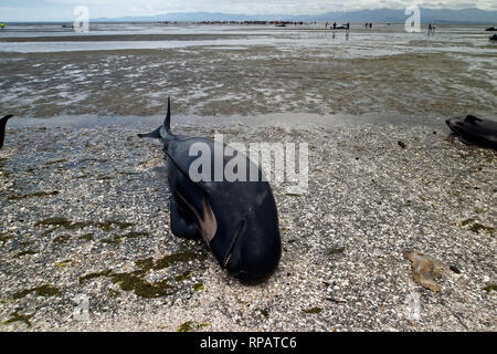 Ein toter Grindwal im Vordergrund, Gruppen von Menschen versuchen immer noch Wale von restranding im Hintergrund zu halten. Stockfoto