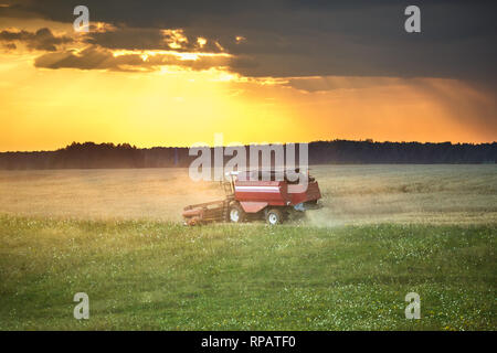 Moderne heavy Harvester entfernt die reifen Weizen Brot im Feld vor dem Sturm. Saisonale landwirtschaftliche Arbeiten Stockfoto