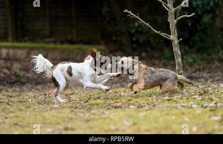 Zwei junge (1 Jahre) English Springer Spaniel und Terrier Hunde spielen Kämpfen zeigt Zähne und Aggression, aber in einer nicht schädlichen Weise. Stockfoto