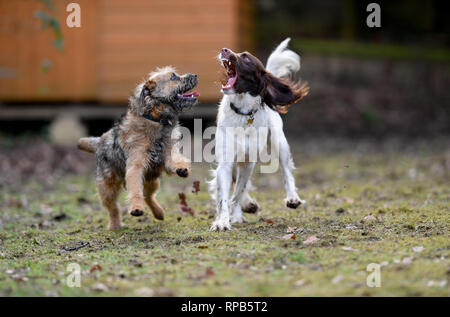 Zwei junge (1 Jahre) English Springer Spaniel und Terrier Hunde spielen Kämpfen zeigt Zähne und Aggression, aber in einer nicht schädlichen Weise. Stockfoto