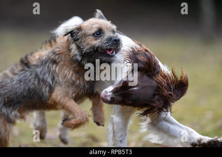 Zwei junge (1 Jahre) English Springer Spaniel und Terrier Hunde spielen Kämpfen zeigt Zähne und Aggression, aber in einer nicht schädlichen Weise. Stockfoto