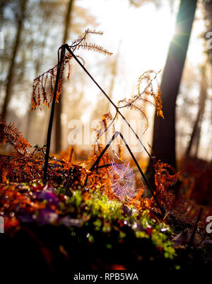 Schöne misty bunte Herbstliche Szene der Farne im NewForest mit einem angeschlossenen Spinnennetz in Tau mit der Sonne brechen im Hintergrund. Stockfoto