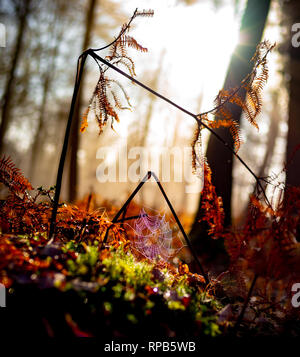 Schöne misty bunte Herbstliche Szene der Farne im NewForest mit einem angeschlossenen Spinnennetz in Tau mit der Sonne brechen im Hintergrund. Stockfoto