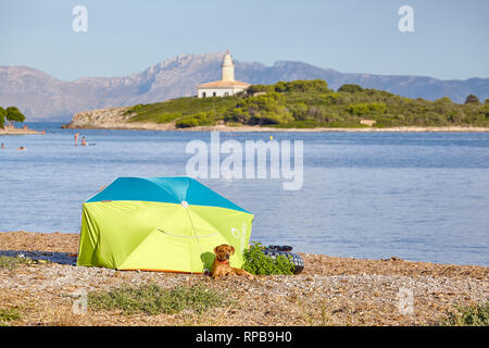 Mallorca, Spanien - 16. August 2018: ein Zelt mit der Bewachung Hund am Strand mit Alcanada Leuchtturm (Faro de Alcanada) erreichbar. Stockfoto