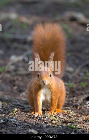 Front close up of wild UK Red Squirrel (Sciurus vulgaris) isoliert auf allen Vieren, auf Waldboden im Winter Sonnenlicht, starrte voraus wachsam. Stockfoto