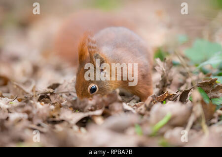 Detaillierte Vorderansicht Nahaufnahme des wilden britischen Rothörnchens (Sciurus vulgaris), das im Winter im Freien isoliert wurde, Kopf nach unten, in Blättern auf dem Waldboden forsten. Stockfoto