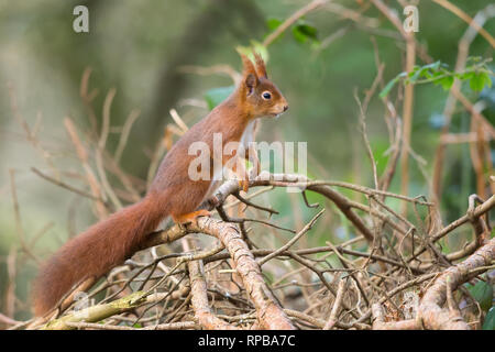 Detaillierte, close-up Seite Blick auf die wilden Eichhörnchen (Sciurus vulgaris) in natürlichen Waldlandschaft. Eichhörnchen im Profil, aufrecht sitzend auf Zweig. Stockfoto