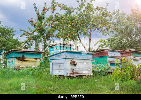 Eine Gruppe von Schwarm von Bienen auf einem alten hölzernen Bienenstock in einer Farm Garten. Bienenhaus, Schwarm, vom Wind geschützt und mit einer guten Aufenthalt in der Sonne. Stockfoto