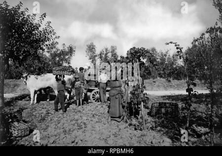 Toskana, valdarno, Bauern bei der Ernte, 1910-20 Stockfoto