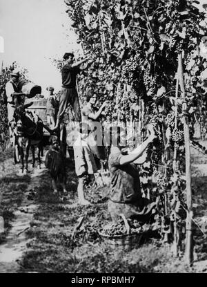 Italien, Toskana, Bauern während der Ernte 1920 Stockfoto