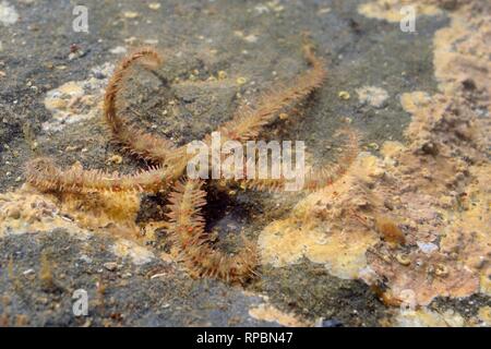 Gemeinsame spröde Stern (Ophiothrix fragilis) über Stock eines Rockpool verkrustete mit roten Algen niedrig auf einem felsigen Ufer, in der Nähe von Falmouth, Cornwall, Großbritannien, Stockfoto