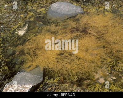 Japanische wireweed/Japanisch Unkraut/Japweed (Sargassum muticum), einen invasiven asiatischen Arten smothering ein Felsenpool, Kimmeridge Bay, Dorset, Großbritannien Stockfoto