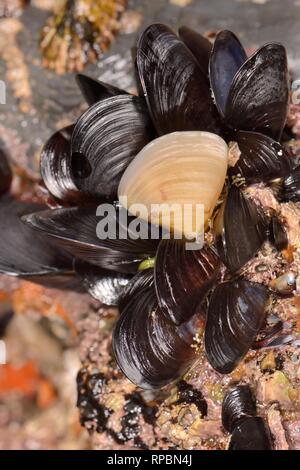 Gemeinsame Miesmuscheln (Mytilus edulis) auf einem felsigen Ufer, eine mit einem gelben Muschel (einmal als separate spacies Mytilus pellucidus), Cornwall Stockfoto