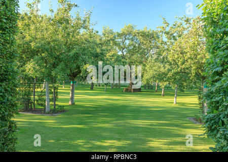 Orsan Garten, Frankreich: die Apfelbäume Obstgarten mit vollen wind Apfelbäumen und eine kreisförmige Sitzbank geflochtene um einen alten Birnbaum (Pflicht- Stockfoto