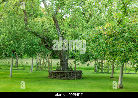 Orsan Garten, Frankreich: die Apfelbäume Obstgarten mit vollen wind Apfelbäumen und eine kreisförmige Sitzbank geflochtene um einen alten Birnbaum (Pflicht- Stockfoto