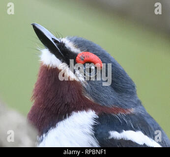 Nahaufnahme Porträt einer Frau brown-throated wattle - Auge (Platysteira cyanea). Bwindi Bwindi Nationalpark, Uganda. Stockfoto