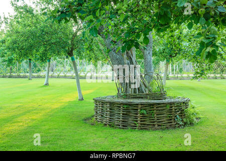 Orsan Garten, Frankreich: die Apfelbäume Obstgarten mit vollen wind Apfelbäumen und eine kreisförmige Sitzbank geflochtene um einen alten Birnbaum (Pflicht- Stockfoto