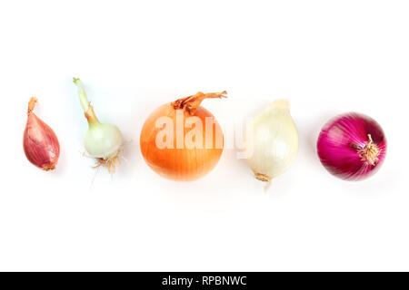 Ein Sortiment von verschiedenen Arten von Zwiebeln, geschossen von oben auf einen weißen Hintergrund mit Kopie Raum Stockfoto