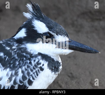 Nahaufnahme Porträt einer weiblichen pied Kingfisher (Ceryle rudis) außerhalb ihrer Verschachtelung fuchsbau am Rande des Kazinga Kanal zwischen Lake George und L Stockfoto