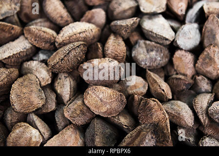 Brasilien Mutter Samen in der Schale (Bertholletia Excelsa) Stockfoto