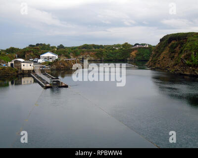 Guernsey Meer Betriebe wachsende Shell Fisch in einem alten Steinbruch von der Küste weg auf ne Küste von Guernsey, Channel Islands.de. Stockfoto