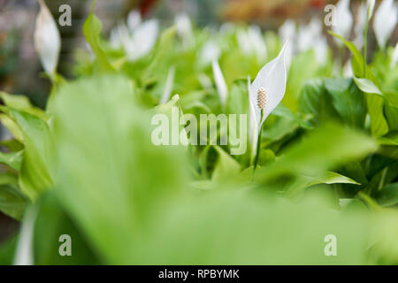 Nahaufnahme von Calla Lilien. selektive Fokus - Bild Stockfoto