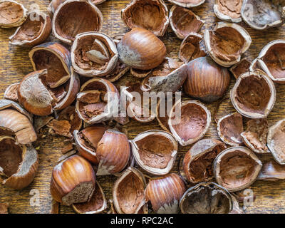 Mehrere gebrochene Schale Haselnüsse, ohne die Frucht, auf einem Holzbrett, von oben beleuchtet. Stockfoto