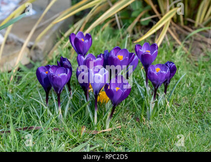Crocus Blumen im Garten Stockfoto