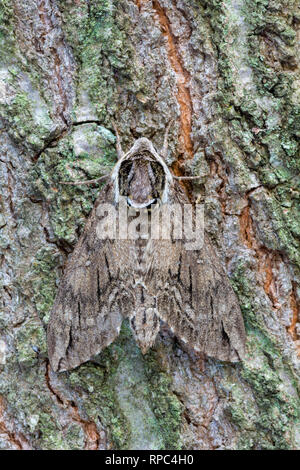 Catalpa Sphinx Moth (Ceratomia catalpae) Erwachsenen auf dem Baum. Die Raupen dieser Art nur Vorschub ein catalpa Bäume. Die Larven sind berühmt eine Bekannte Stockfoto