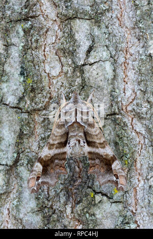 Beschriftete Sphinx Moth (Deidamia inscriptum) Erwachsenen sitzen auf Kastanie Eiche. Cove Berg bewahren, Perry Co., PA, Mai. Stockfoto