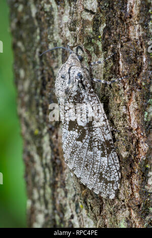 Tischler Motte (Prionoxystus robiniae) aka Tischler Wurm Motte, Locust Borer Motte. Joseph E. Ibberson Conservation Area, Dauphin Co., PA, Sommer. Stockfoto