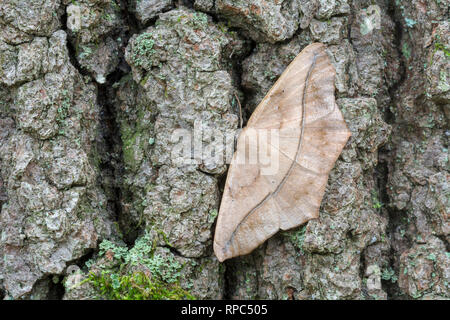 Große Ahorn Spanworm (Prochoerodes Lineola) auf Baumstamm getarnt. Cove Berg bewahren, Perry County, PA, Sommer. Stockfoto