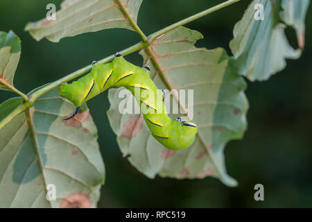 Laurel Sphinx (Sphinx kalmiae) 5. instar Larve, wie in der typischen tagsüber ruhende Position, unter Weiß Esche blätter gefunden. Dauphin Co., PA. Stockfoto