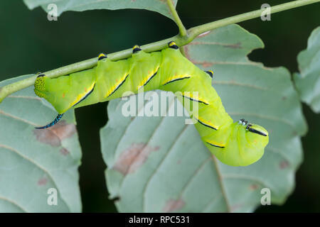 Laurel Sphinx (Sphinx kalmiae) 5. instar Larve, wie in der typischen tagsüber ruhende Position, unter Weiß Esche blätter gefunden. Dauphin Co., PA. Stockfoto