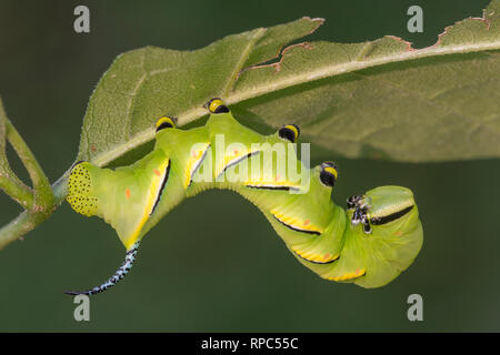 Laurel Sphinx (Sphinx kalmiae) 4. instar Larve, wie in der typischen tagsüber ruhende Position, unter Weiß Esche blätter gefunden. Shenks Fähre, PA. Stockfoto