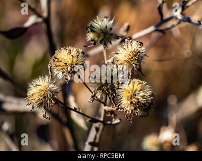 Aster Blüten, die getrocknet sind und aus der Art geschlagen im späten Winter. Astern, Gänseblümchen, und ähnliche Blüten Samen, die auf dem Wind wie dand geblasen werden Stockfoto