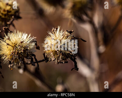 Aster Blüten, die getrocknet sind und aus der Art geschlagen im späten Winter. Astern, Gänseblümchen, und ähnliche Blüten Samen, die auf dem Wind wie dand geblasen werden Stockfoto