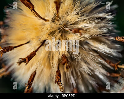 Aster Blüten, die getrocknet sind und aus der Art geschlagen im späten Winter. Astern, Gänseblümchen, und ähnliche Blüten Samen, die auf dem Wind wie dand geblasen werden Stockfoto