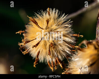 Aster Blüten, die getrocknet sind und aus der Art geschlagen im späten Winter. Astern, Gänseblümchen, und ähnliche Blüten Samen, die auf dem Wind wie dand geblasen werden Stockfoto