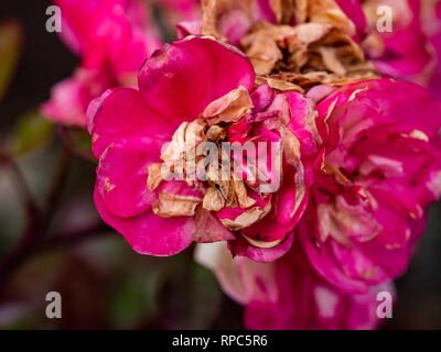 Eine helle rote Rosa rugosa, genannt auch das Japanische Rose oder eine Rose des Winters, allmählich braun mit der Zeit. Stockfoto