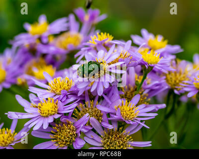 Eine grüne japanische Käfer Feed aus einem Cluster von Aster Blumen entlang einer Straße in Kanagawa, Japan. Diese Käfer werden oft als invasive Arten, Bu gesehen Stockfoto