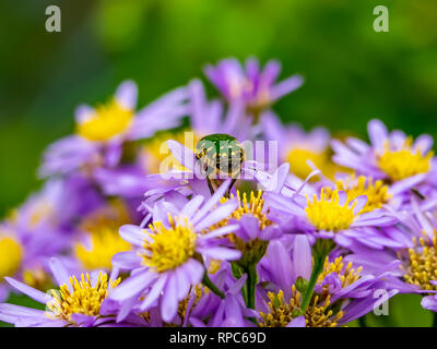 Grüne japanische Käfer Feed aus einem Cluster von Aster Blumen entlang einer Straße in Kanagawa, Japan. Diese Käfer werden oft als invasive Arten gesehen, aber Stockfoto