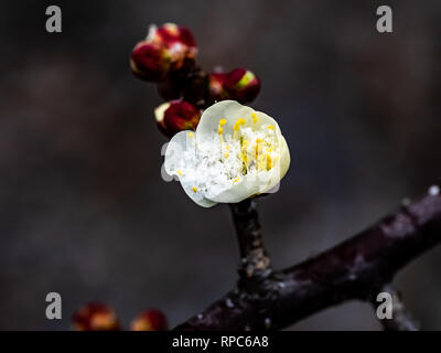 Eine frühe Japanische Pflaume oder ume, Blossom ist mit Schnee im Februar Schnee Sturm in Kanagawa, Japan gefüllt Stockfoto