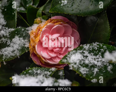 Eine japanische Rose von Winter blüht wie Schnee in der Nähe auf dem Laub im Februar Schneesturm in Kangawa, Japan sammelt Stockfoto