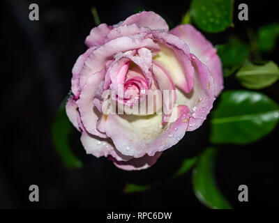 Schnee und Eis sammeln auf eine blühende Rose im Licht Februar Schnee in Kanagawa, Japan Stockfoto