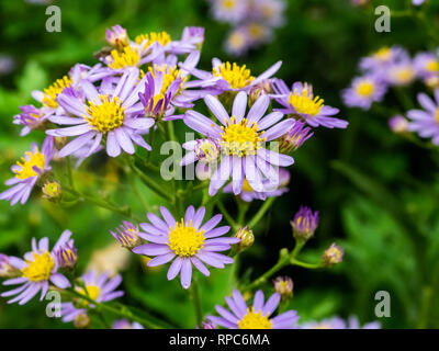 Lilafarbenen aster Blumen blühen neben eine Straße im Zentrum der Präfektur Kanagawa, Japan. Stockfoto