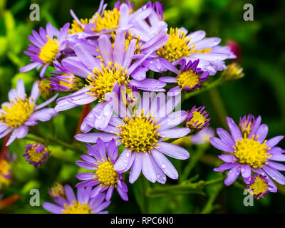 Lilafarbenen aster Blumen blühen neben eine Straße im Zentrum der Präfektur Kanagawa, Japan. Stockfoto